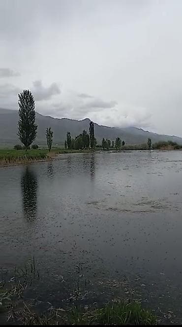 Готовый бизнес: Ищу инвестора Для выращивания рыбы — 2