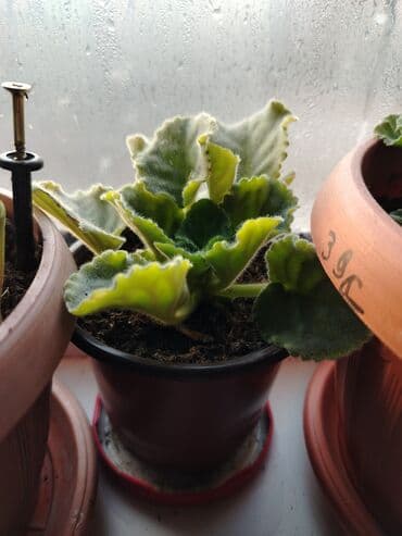 оптовые вещи: Обмен на 1 л растительного масла доня фиалка белого цвета. Район — 1