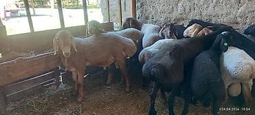 эшек жаныбар: Сатам | Козу, Кочкор (эркек) | Союуга, Көбөйтүү үчүн | Жасалма жол менен боозутуу — 7