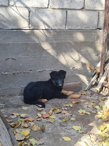 Продаю немецкую овчарку 4 месяца с прививкой на фото родители