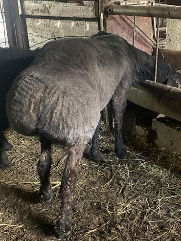 чистый алабай: Продаю | Баран (самец) | Для разведения | Племенные — 2