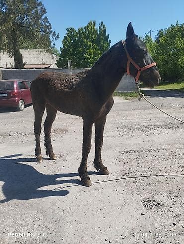 пони лошади: Продаю | Жеребец | Полукровка | Для разведения, Рабочий, Конный спорт | Осеменитель — 9