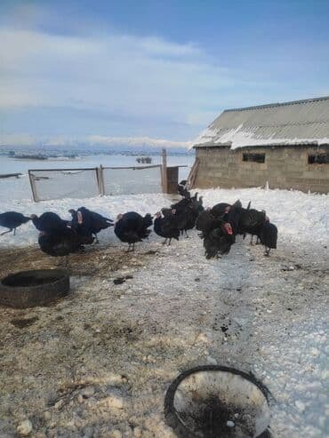 индюк живой: Продаю | Индюк (самец) | Черный принц | На забой — 2