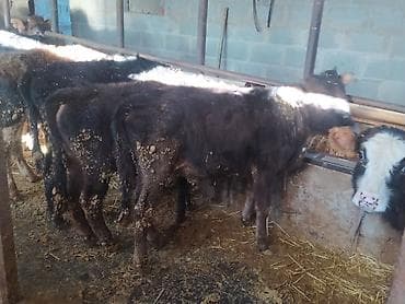 цыплята кучинские: Продаю | Бык (самец) | Полукровка | На откорм | Привязанные — 5