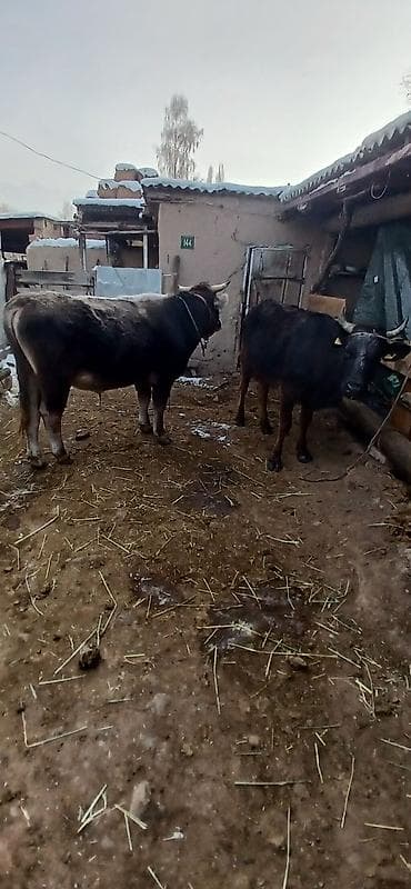 Продаю | Бык (самец) | Полукровка | На откорм | Привязанные