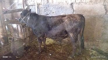 Сатам | Бука (эркек) | Бордоп семиртүү үчүн | Байланган