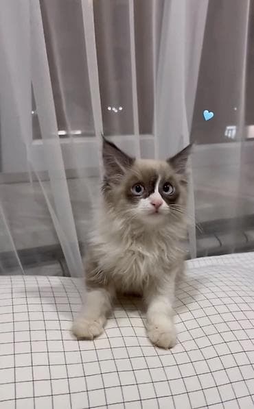 котята персидские: Породистый котёнок рэгдолл (окрас сил-мицед или блю-поинт с белым) — 1