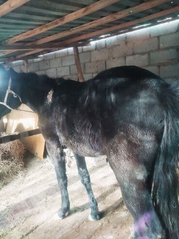 сколько стоит щенок алабай: Продаю | Жеребец | Для разведения | Мерин — 1