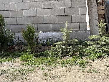 семена голубой ели купить: Ели голубые (молодые саженцы) для посадки в саду/на участке. - — 1