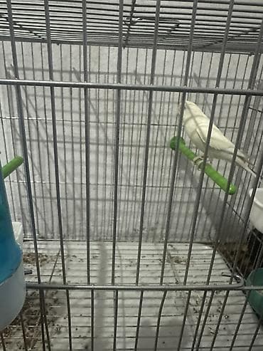 pretty pet grooming saloon бишкек: Продаю попугая с клеткой срочно самка 1 год цена 2000 клетка покупали — 2