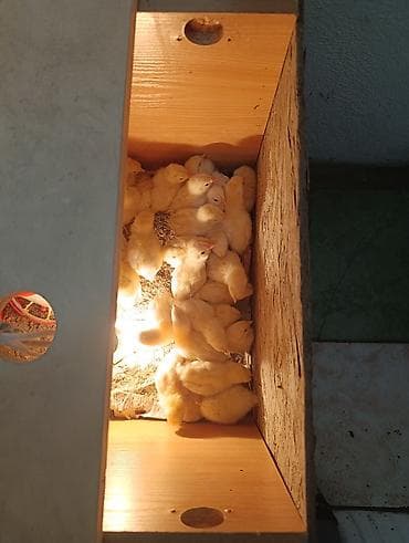 Животные: Продаю | Цыплята | Бройлерная | На забой — 2