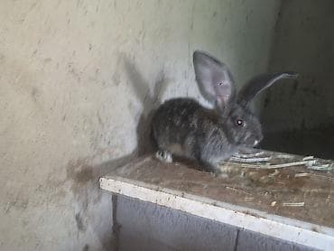 пони животные: Продаю | Кролик самец | Фландр — 2