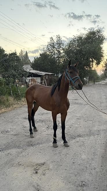 Үй жаныбарлары: Сатам | Байтал | Ат спорту — 3