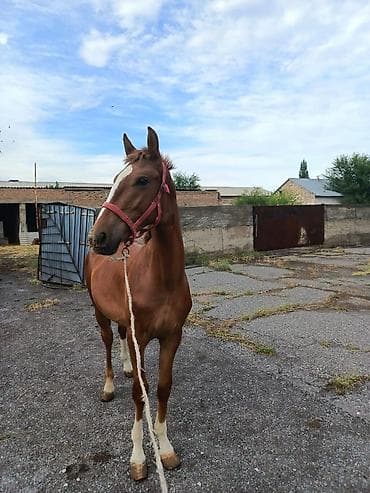 Продаю | Жеребец — 3