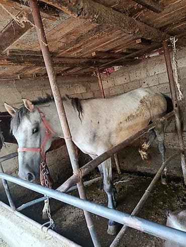 Животные: Продаю | Конь (самец) | На забой — 2