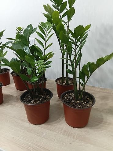 денежное дерево сколько стоит: Комнатные растения в горшках: - Замиокулькас (долларовое — 3