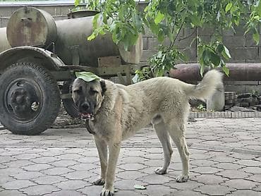 корма для собак: Собака даром: Алабай, 1 год, Самец, С прививкой — 1