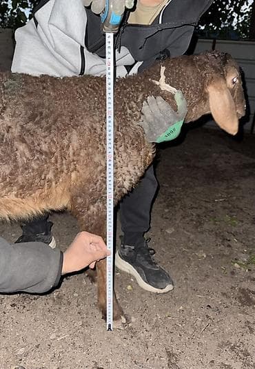 долан овцы: Продаю | Овца (самка), Ягненок, Баран (самец) | Арашан | Для разведения — 4