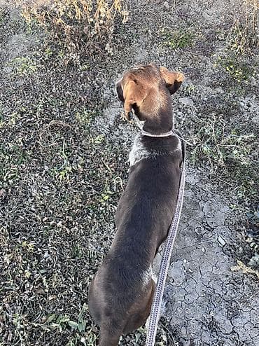 чихуахуа цена: Дратхаар, 8 месяцев, Самец — 5