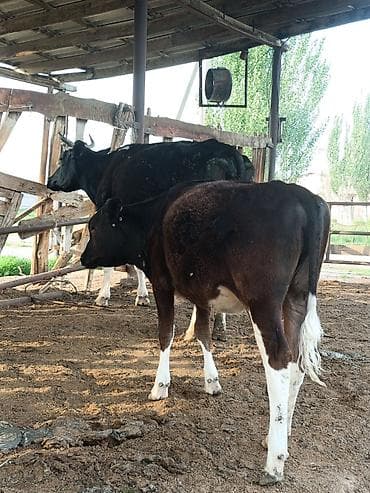 жил азык: Сатам | Уй (ургаачы) | Сүт алуу үчүн | Асыл тукумдуу — 2