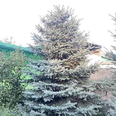 павлония саженцы: Ель колючая (голубая ель, Picea pungens) - Вид: декоративная хвойная — 1