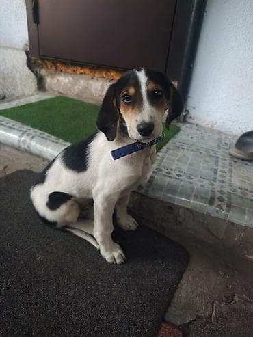 щенок такса: 2 месяца, Самец, С прививкой — 2