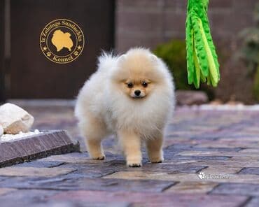 тайган рабочий: Шпиц, 3 месяца, Самец, С прививкой, С родословной — 2