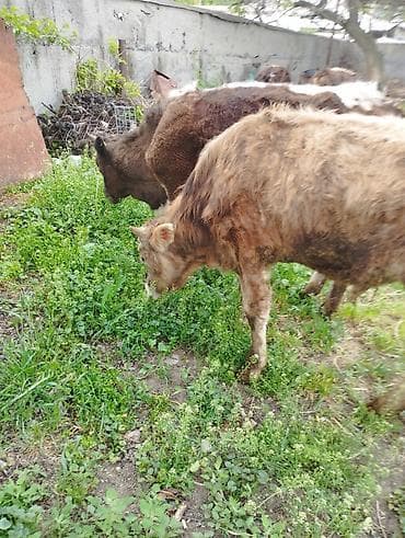 британская кошка бишкек: Продаю | Бык (самец) — 4