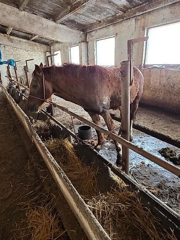 каракол животных: Продаю | Жеребец | На забой, Для разведения, Рабочий | Осеменитель — 7