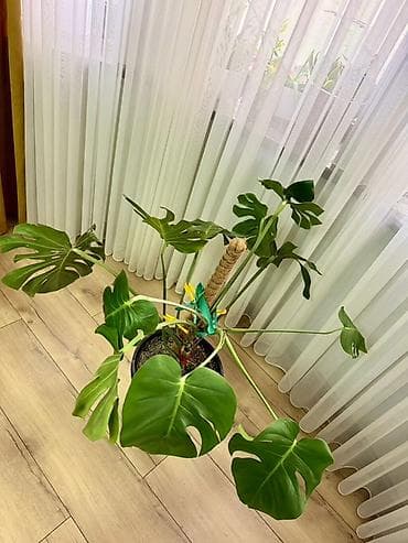 купить монстеру: Монстера делициоза (Monstera deliciosa) в горшке - Крупное комнатное — 1