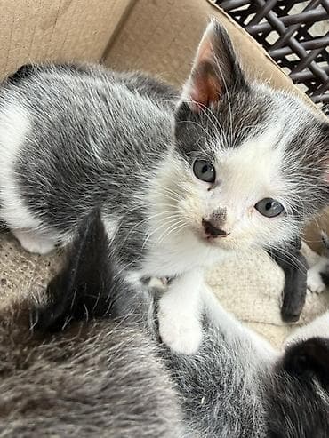 бархатные котята: Отдадим котят в добрые руки 🥹🙏 - Окрас: есть дымчатые (почти чёрные с — 3