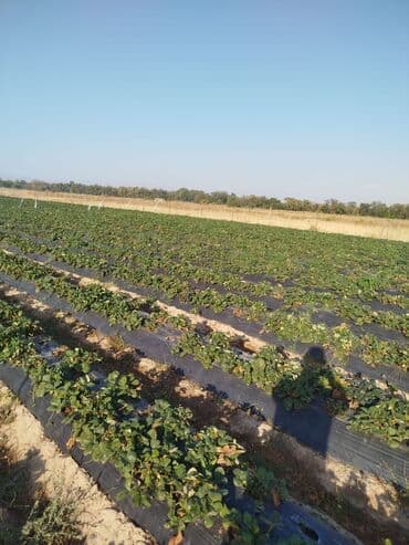 срочно продаю в связи с переездом: 400 соток, Для сельского хозяйства — 5