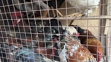 куры несушки оптом: Продаю | Куры | Домашняя | Для разведения — 4