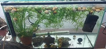 нагреватель для аквариума: Аквариумные ампулярии, растения, декорации,коряга,корм. - Стеклянный — 4