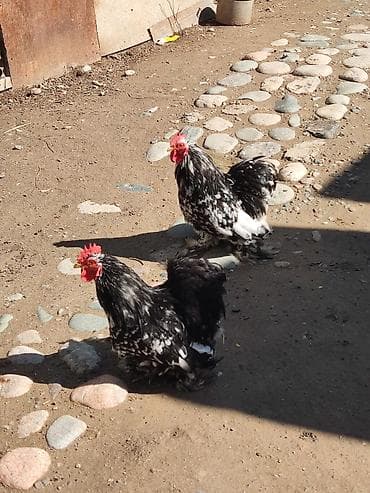 Животные: Продаю | Куры | Кохинхин | Для разведения — 2