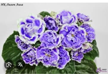 мебельный лист: Продаю фиалки! Срезанный лист 30 сом! Коллекция из 35сортов продам — 15