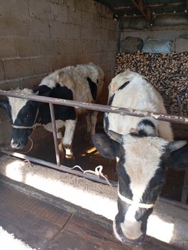 питбуль щенок: Продаю | Бык (самец) | Симментальская, Голштин | На откорм | Осеменитель, Племенные — 1