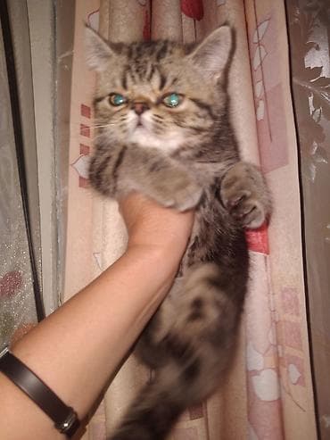 французские бульдог: Породистый котёнок с короткой мордочкой и выраженными щёчками. Окрас — 6