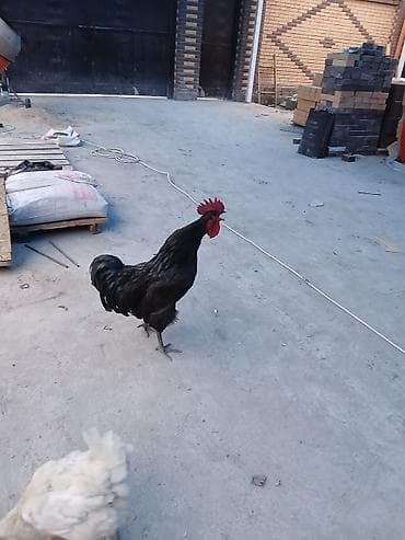 кур несушки: Продаю | Петух | Для разведения — 2