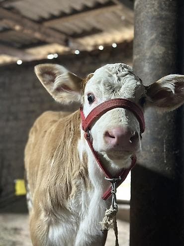 конь ат: Продаю | Тёлка | Полукровка | Для разведения | После отела — 1