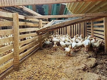 сибирская кошка бишкек: Продаю | Цыплята | На забой — 3