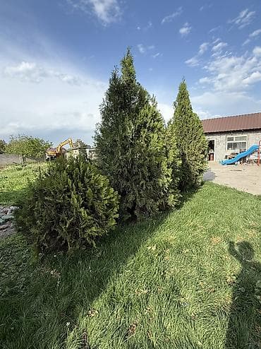 саженцы дуба: Туя Сатылат Живые хвойные растения для озеленения участка — 2