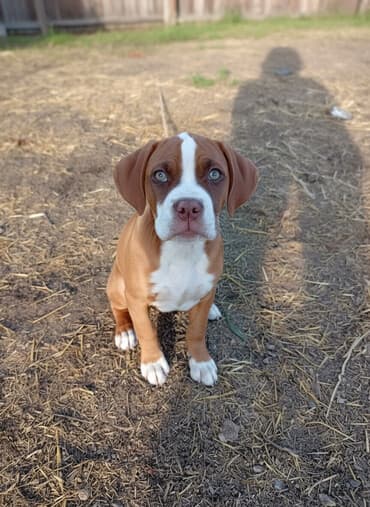 Вязка собак: Боксёр, 3 месяца, Самец, С прививкой — 2
