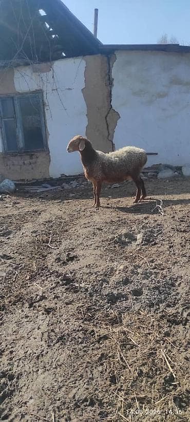 Товары и оборудование для с/х животных: Продаю | Овца (самка) | Арашан | Для разведения — 3