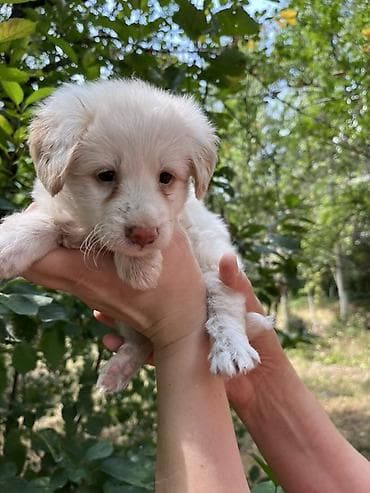 Щенок 🐶 пристраиваю щенка. 1,5 месяца. Будет хорошим охранником at lalafo.kg Щенок 🐶 пристраиваю щенка. 1,5 месяца. Будет хорошим охранником
