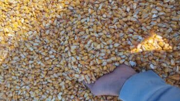 уголь кара кече бишкек цена: Жүгөрү Дүңүнөн — 2