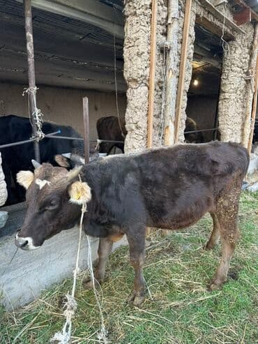 Кемирүүчүлөр: Сатам | Бука (эркек) | Бордоп семиртүү үчүн | Байланган — 2