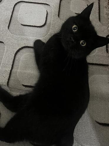 лысые кошки: Кошка даром: Британская короткошёрстная, 11 месяцев, Девочка, Кастрирована, Приучена к лотку, Проглистована — 2