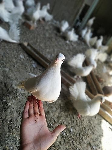 Продаю голубей породы "павлин" оптом от 500 сом. Декоративные голуби