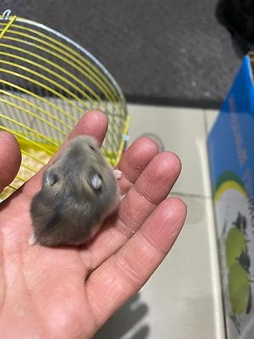 клетка для крыс: Хомячки джунгарики + комплект клеток и аксессуаров Предлагаются — 1